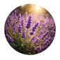 Fleur de Lavande ( Or )