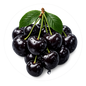 Cerise noire explosive ( Argent )