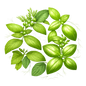 Menthe & Basilic ( Agent )